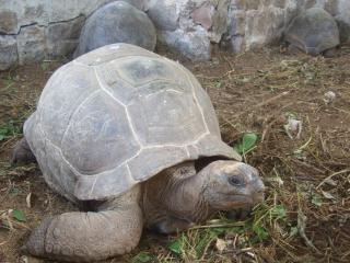 Green Palm Self Catering - Anse aux Pins - 9
