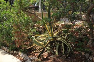Seaside holiday house Artatore, Losinj - 7937 - Cunski - 2