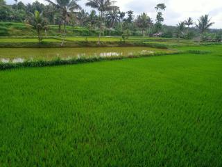 Tetebatu Sunrise Homestay - Tetebatu - 2