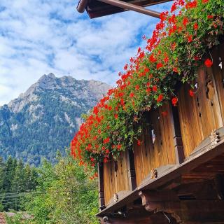 Amor Tirol Bușteni - Buşteni - 4