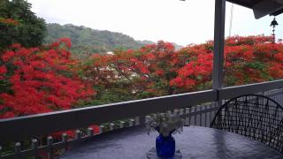 Neita's Nest - Kingston - 5