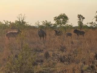 Nyani Lodge Dinokeng - Pretoria - 6