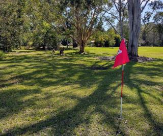 Lake Weyba Noosa Lodge & Kangaroos - Peregian Beach - 1