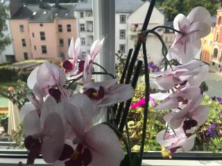 Apartment Enno - Auerbach - 4
