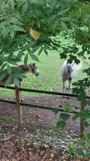 Chalet FLEUVE avec Parking-Barbecue - Yerres - 3