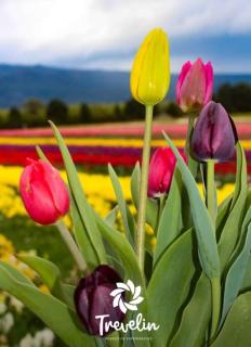 Cabañas el Nono - 3