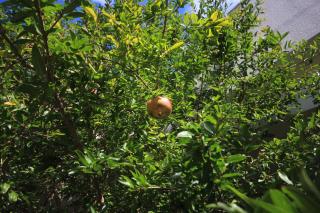 Apartments by the sea Vis - 2459 - 4