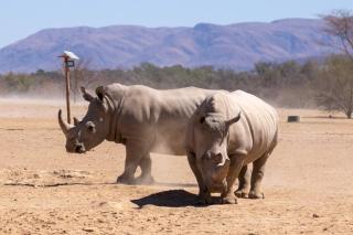 Ugab Game Farm & Lodge - Vingerklip - 7