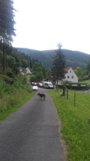 FeWo PacoHaus nähe Willingen Diemelsee - Brilon - 1