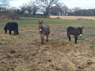 Bergerie restaurée avec cheminée, jardin clos, animaux acceptés - FR-1-489-13 - Sauvagny - 4