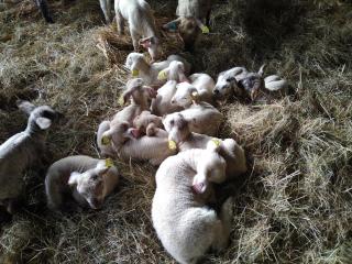 Bergerie restaurée avec cheminée, jardin clos, animaux acceptés - FR-1-489-13 - Sauvagny - 2