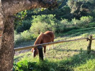 Fiddlesticks Farm BnB or Self Catering Cottage - East London - 7