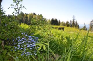 Kreiers Alp - Hohenems - 1