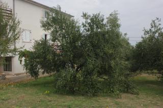 Apartments with a parking space Kraj, Pasman - 8502 - Tkon - 2