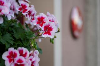 Hotel-Restaurant Eyholz - 3