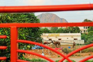 Veera's Hostel - Pushkar - 3
