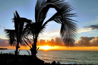 Pahoa Paradise Palms - Pahoa - 0