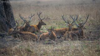 Saccharum Safari Lodge - 3