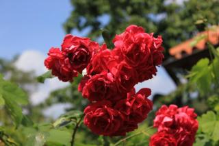 Studio Cres 7984a - 4