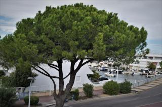 studio cabine 100m plage - Le Grau-du-Roi - 5