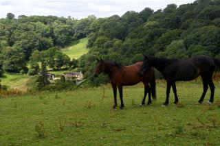 Ty Twt - complete holiday home - Llandysul - 8
