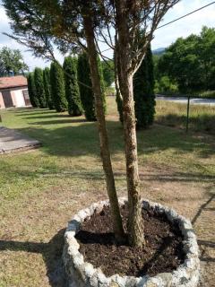 Vila Borova Tara - 7