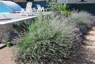 Les Terrasses De Castelmerle - Niaux - 4