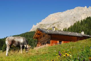 Thaleralm - Obereggen - 0
