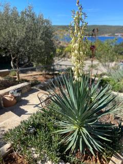 Vila Sunce Vis - Vis - 9