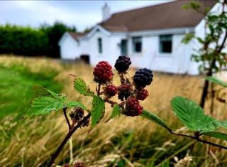 Cathleen's Cottage - Newry - 0