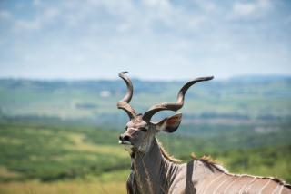 Tala Collection Game Reserve - 8