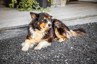 Lindbichlhof Urlaub am Bio Bauernhof - 2