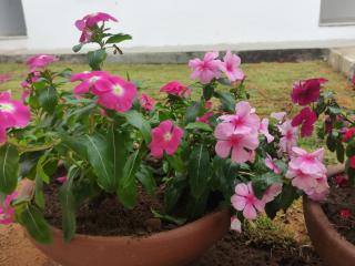 Casa 7 Quartos, 4 suítes Praia do Morro - 1