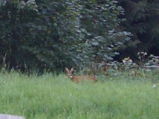 Gîte chaleureux avec terrasse privée à Gérardmer - FR-1-589-159 - 6