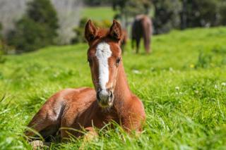 Hemel 'N Aarde Stud - Hermanus - 3