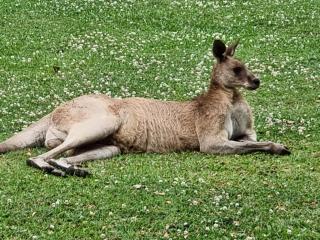 Tukawyl Retreat Landsborough - Landsborough - 3