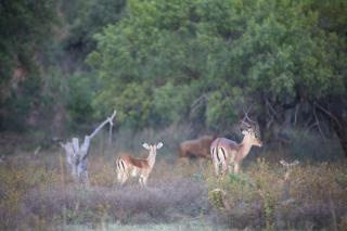 Waterberg Game Lodge - 1