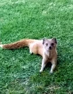 At Meerkat and Rehoboth Self Catering Lodges, Clarens - Clarens - 2