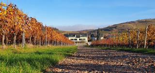 Gästehaus Casa Luna - Paradiesische Ferienwohnungen am Kaiserstuhl! - Bischoffingen - 4