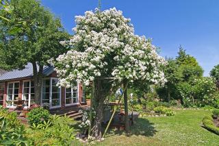 App Anne - Westerland - 8