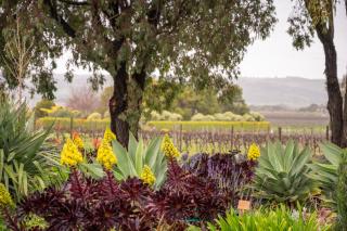 Linger Longer Vineyard - 1