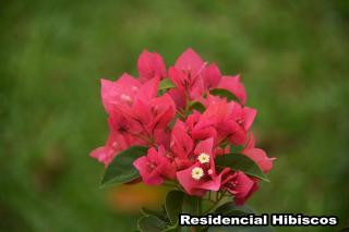 Residencial Hibiscos - Vista Mar - Garopaba - 3