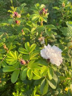 Drömhus på Österlen - 8