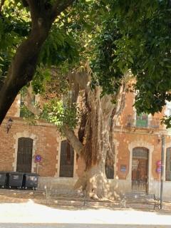 EL RINCON DE ELENA (CASCO HISTORICO) - Jerez de la Frontera - 8