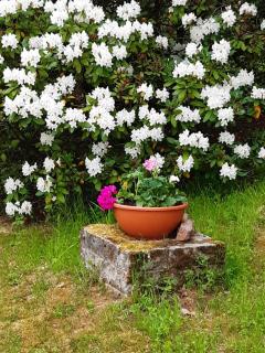 Erzgebirgshotel Misnia Bärenfels - 6