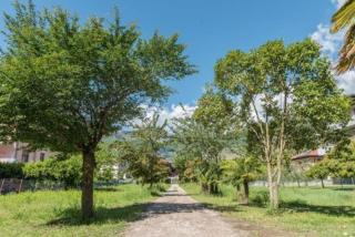 Geranio-Buganville-Viola - Arco - 9