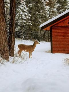 KM Ranch Hideaway Cabin - Whitefish - 5