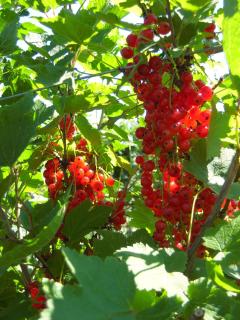 B&B ZomersBuiten - 5