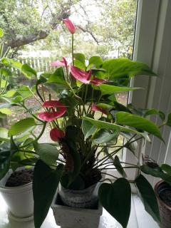 2 Bedrooms Furnished Apartment - Close to everything in Moss - 4