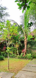 Tropica House 2 minutes from Ubud center - Ubud - 1